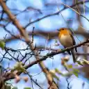 Yellow necked bird  screen for extension Chrome web store in OffiDocs Chromium