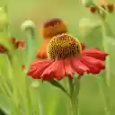 Yellow red flowers  screen for extension Chrome web store in OffiDocs Chromium