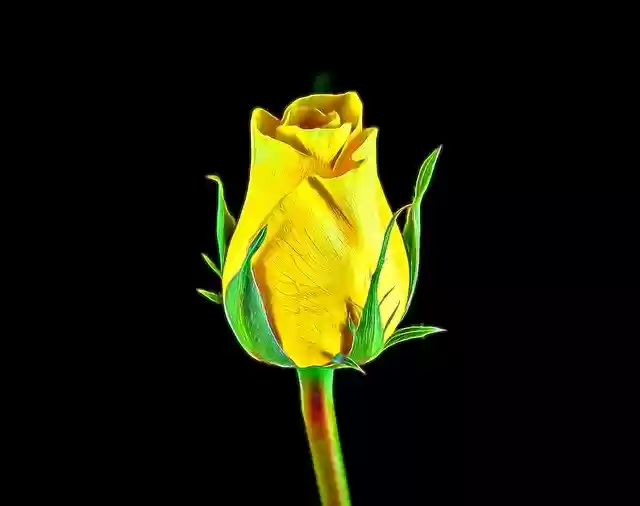 Free download Yellow Rose Flower -  free free photo or picture to be edited with GIMP online image editor