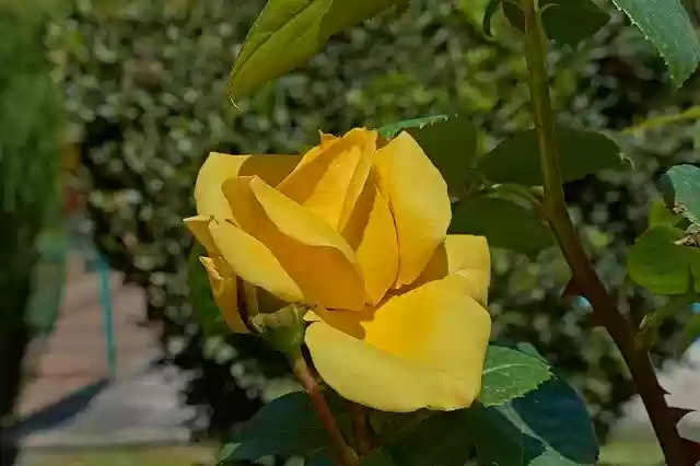 Free download Yellow Rose Petals Romantic -  free photo or picture to be edited with GIMP online image editor