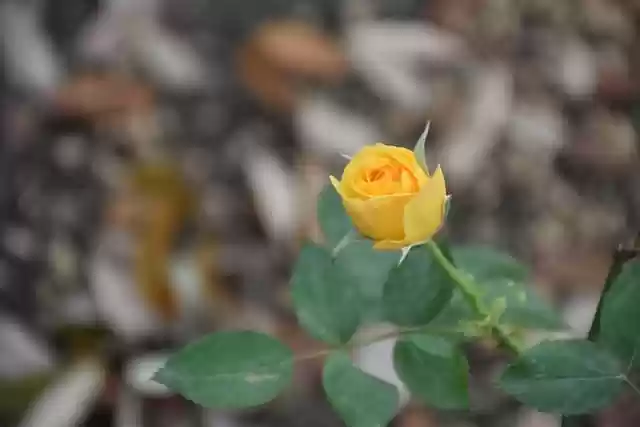 Free download yellow rose rose rose bud bloom free picture to be edited with GIMP free online image editor