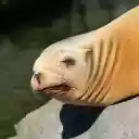 Yellow Sea Lion  screen for extension Chrome web store in OffiDocs Chromium