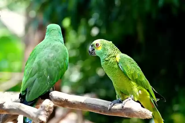 Free download yellow shouldered amazon parrots free picture to be edited with GIMP free online image editor