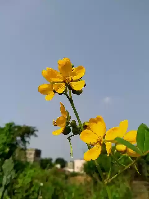 Free download Yellow Sky -  free free photo or picture to be edited with GIMP online image editor