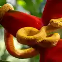 Yellow snake next to red flowers  screen for extension Chrome web store in OffiDocs Chromium