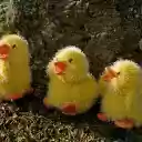 Yellow stuffed duck  screen for extension Chrome web store in OffiDocs Chromium