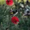 Yellow tailed bird  screen for extension Chrome web store in OffiDocs Chromium