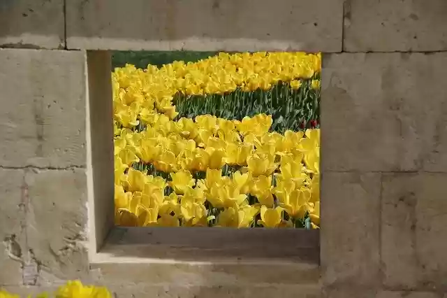 Free download Yellow Tulips -  free photo or picture to be edited with GIMP online image editor