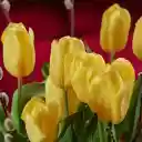 Yellow tulips and rosehips  screen for extension Chrome web store in OffiDocs Chromium