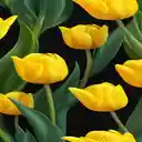 Yellow tulips wallpaper in full bloom  screen for extension Chrome web store in OffiDocs Chromium