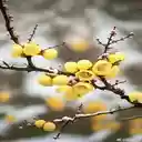 Yellow wax apricot flower wallpaper  screen for extension Chrome web store in OffiDocs Chromium