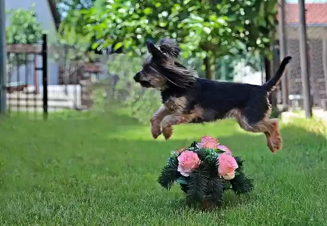 ດາວ​ໂຫຼດ​ຟຣີ Yorkshire Terrier Dog Cute - ຮູບ​ພາບ​ຟຣີ​ຫຼື​ຮູບ​ພາບ​ທີ່​ຈະ​ໄດ້​ຮັບ​ການ​ແກ້​ໄຂ​ກັບ GIMP ອອນ​ໄລ​ນ​໌​ບັນ​ນາ​ທິ​ການ​ຮູບ​ພາບ