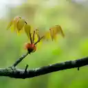 กิ่งอ่อนงอกหน้าจอสำหรับส่วนขยาย Chrome เว็บสโตร์ใน OffiDocs Chromium