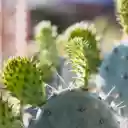 Young cacti  screen for extension Chrome web store in OffiDocs Chromium