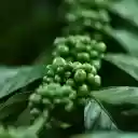 Young coffee branches  screen for extension Chrome web store in OffiDocs Chromium