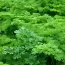 Young green parsley  screen for extension Chrome web store in OffiDocs Chromium
