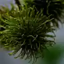 Young green rambutan fruit  screen for extension Chrome web store in OffiDocs Chromium