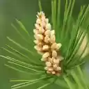 young pine cones  screen for extension Chrome web store in OffiDocs Chromium