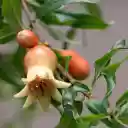 Young pomegranate buds and fruits  screen for extension Chrome web store in OffiDocs Chromium
