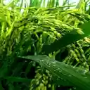 Young rice plant wallpaper  screen for extension Chrome web store in OffiDocs Chromium