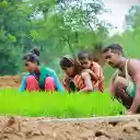 Young rice seedlings and small family  screen for extension Chrome web store in OffiDocs Chromium