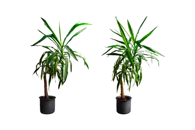 Bezpłatne pobieranie ilustracji Yucca Isolated Flowerpot do edycji za pomocą internetowego edytora obrazów GIMP