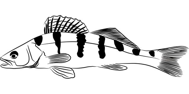 Free download Zander Fish Pond - Free vector graphic on Pixabay free illustration to be edited with GIMP free online image editor