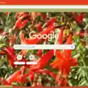 Zauschneria  screen for extension Chrome web store in OffiDocs Chromium