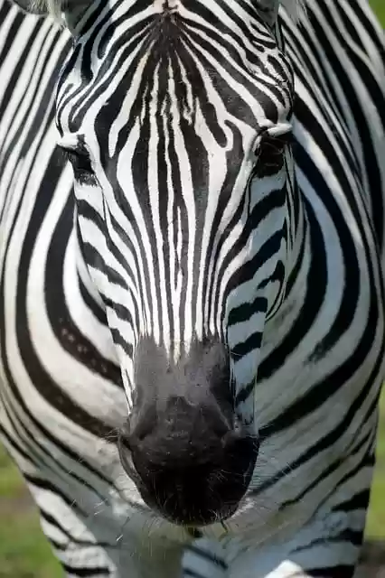Free download zebra animal horses equus grevyi free picture to be edited with GIMP free online image editor