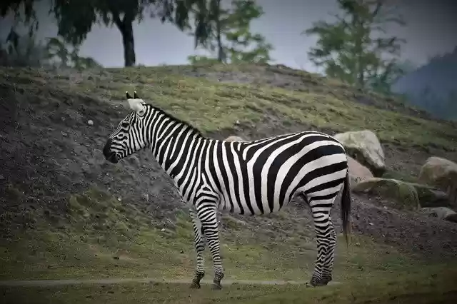 Free download Zebra Close Up Portrait -  free photo or picture to be edited with GIMP online image editor