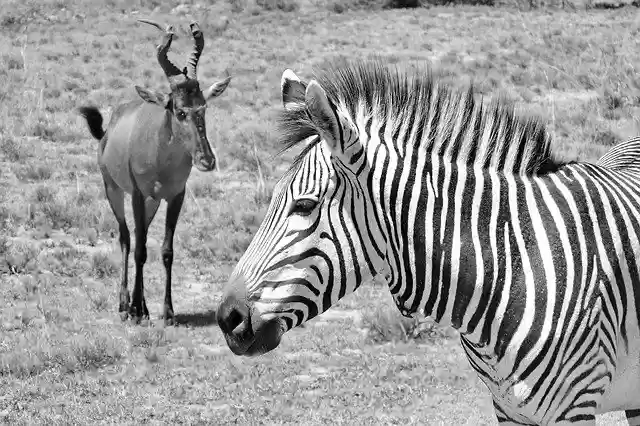 Free download Zebra HartmannS Mother free photo template to be edited with GIMP online image editor
