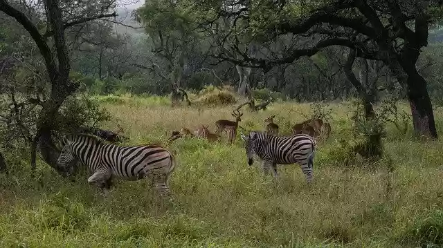 Free download Zebra Impala Africa -  free free photo or picture to be edited with GIMP online image editor