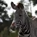 Zebras and beards  screen for extension Chrome web store in OffiDocs Chromium