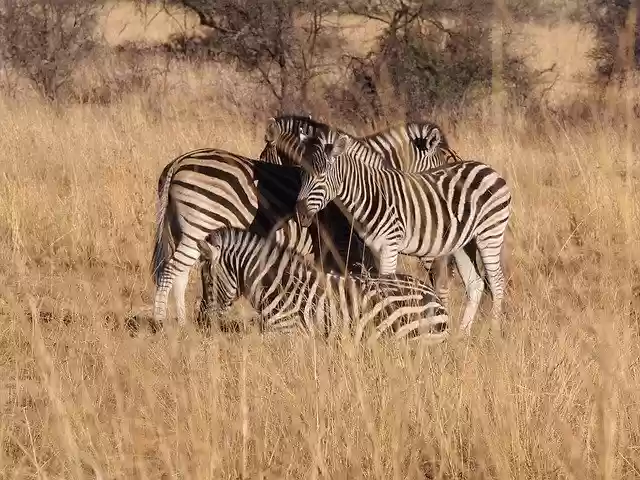 Free download Zebra South Africa Animal World -  free free photo or picture to be edited with GIMP online image editor