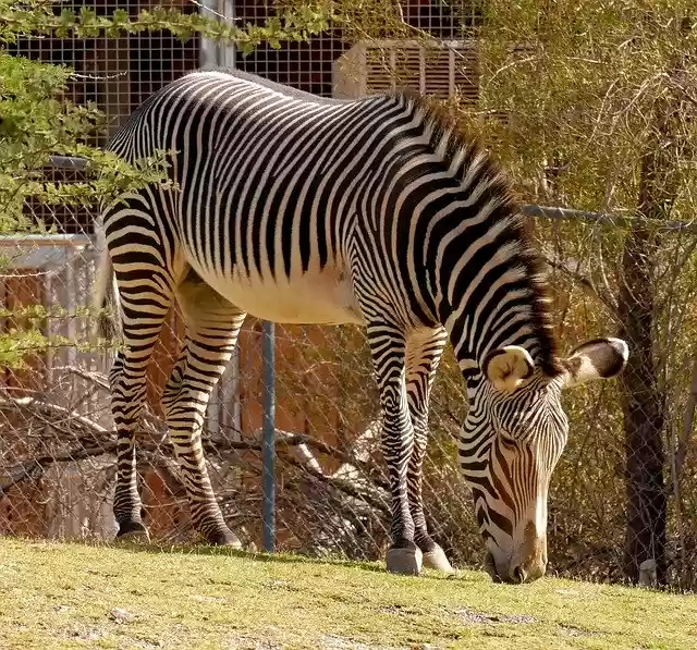 Free download Zebra Stripes Animal -  free photo or picture to be edited with GIMP online image editor