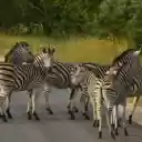 Zebra: The Striped Beauty of the Savannah  screen for extension Chrome web store in OffiDocs Chromium
