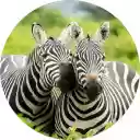 Zebra Wallpaper New Tab  screen for extension Chrome web store in OffiDocs Chromium