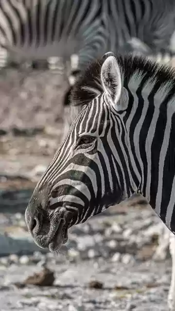 Free download zebra wilderness wildlife africa free picture to be edited with GIMP free online image editor