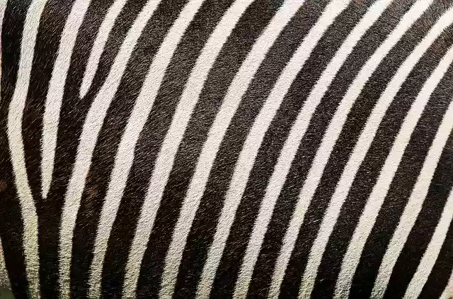 Muat turun percuma gambar percuma bulu zebra corak zebra untuk diedit dengan editor imej dalam talian percuma GIMP