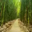 Zen Bamboo Forest  screen for extension Chrome web store in OffiDocs Chromium