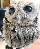 Free download Zeus The Blind Owl ( Circa 2018 ) free photo or picture to be edited with GIMP online image editor
