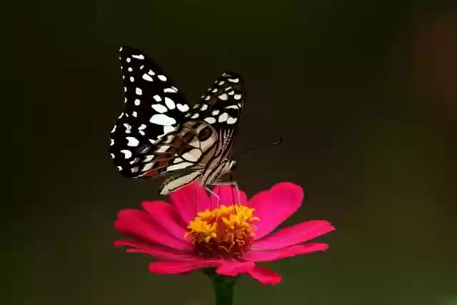 Free download zinnia flower lime butterfly free picture to be edited with GIMP free online image editor
