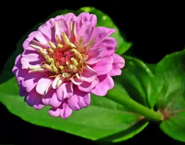 Free download Zinnia Flower Nature -  free photo or picture to be edited with GIMP online image editor
