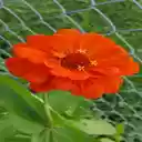 Zinnia Flower Wallpaper  screen for extension Chrome web store in OffiDocs Chromium