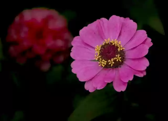Free download zinnia pink flower pink zinnia free picture to be edited with GIMP free online image editor