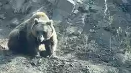 Free download Zoo Animals Nature -  free video to be edited with OpenShot online video editor