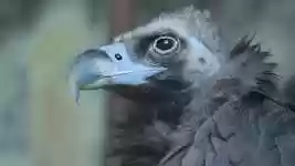 Free download Zoo Animals Tourism -  free video to be edited with OpenShot online video editor