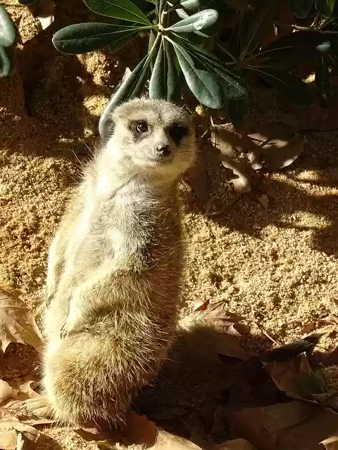 Free download Zoo Meerkat Cute -  free free photo or picture to be edited with GIMP online image editor