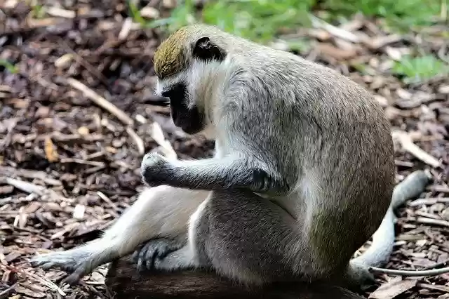 Téléchargement gratuit Zoo Monkey - photo ou image gratuite à éditer avec l'éditeur d'images en ligne GIMP