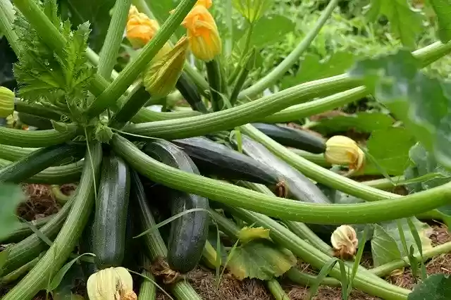 Free download Zucchini Garden Food -  free photo or picture to be edited with GIMP online image editor